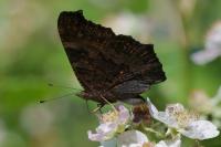 Aglais io