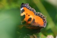 Aglais urticae