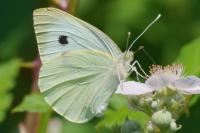 Pieris brassicae