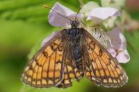 Melitaea parthenoides