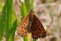 Boloria dia