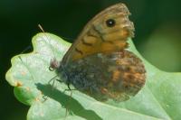 Lasiommata megera