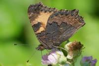 Aglais urticae