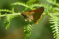 Ochlodes sylvanus