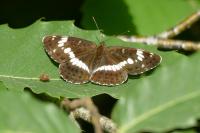 Limenitis camilla