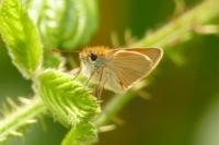 Thymelicus