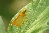 Ochlodes sylvanus