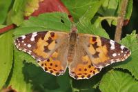 Vanessa cardui