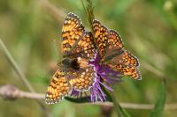 Melitaea phoebe