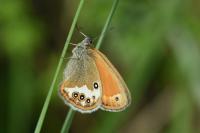 Coenonympha arcania