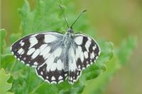Melanargia galathea