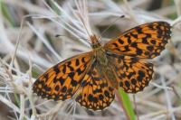 Boloria dia