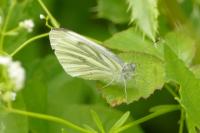 Pieris napi