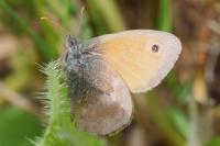 Coenonympha pamphilus