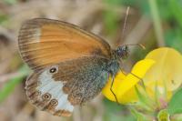 Coenonympha arcania