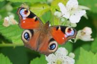 Aglais io