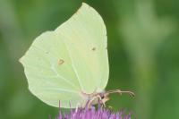 Gonepteryx rhamni