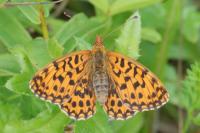 Boloria dia