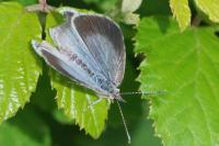 Celastrina argiolus