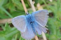Polyommatus icarus