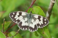 Melanargia galathea