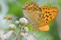 Argynnis paphia