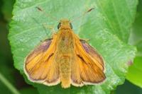 Ochlodes sylvanus