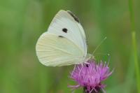Pieris brassicae