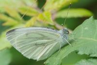 Pieris napi
