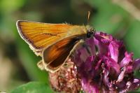 Thymelicus sylvestris