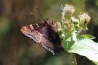 Nymphalis polychloros