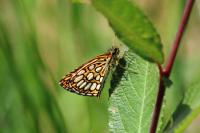Heteropterus morpheus