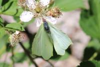 Gonepteryx rhamni