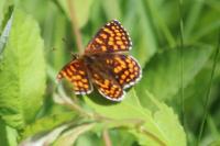 Melitaea athalia