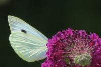 Pieris brassicae
