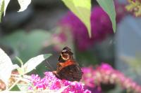 Aglais io