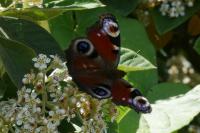 Aglais io
