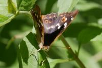 Apatura ilia