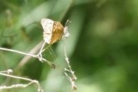 Pararge aegeria