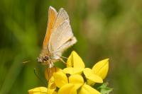 Thymelicus sylvestris