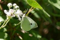 Pieris brassicae