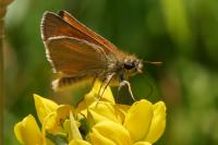 Thymelicus sylvestris