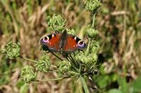 Aglais io