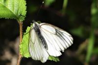 Aporia crataegi
