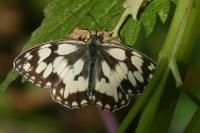 Melanargia galathea