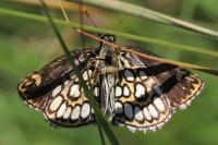 Heteropterus morpheus