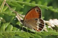 Coenonympha arcania