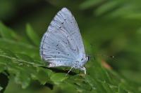 Celastrina argiolus