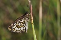 Heteropterus morpheus