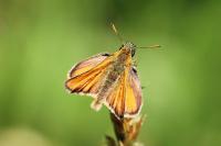 Thymelicus sylvestris